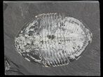 Pseudogygites Trilobite From Ontario - Cyber Monday Special! #42800-1